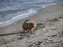 Michi Hund Ostsee Strand Dahme  Hansjürgen Schuster