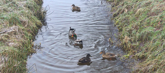 Enten an der Aue am Ferienhaus Dahmeer